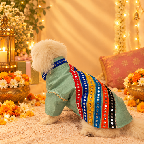 Elegant Festive Green Dog Kurta