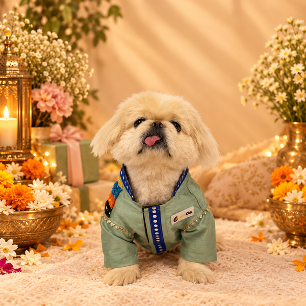 Elegant Festive Green Dog Kurta